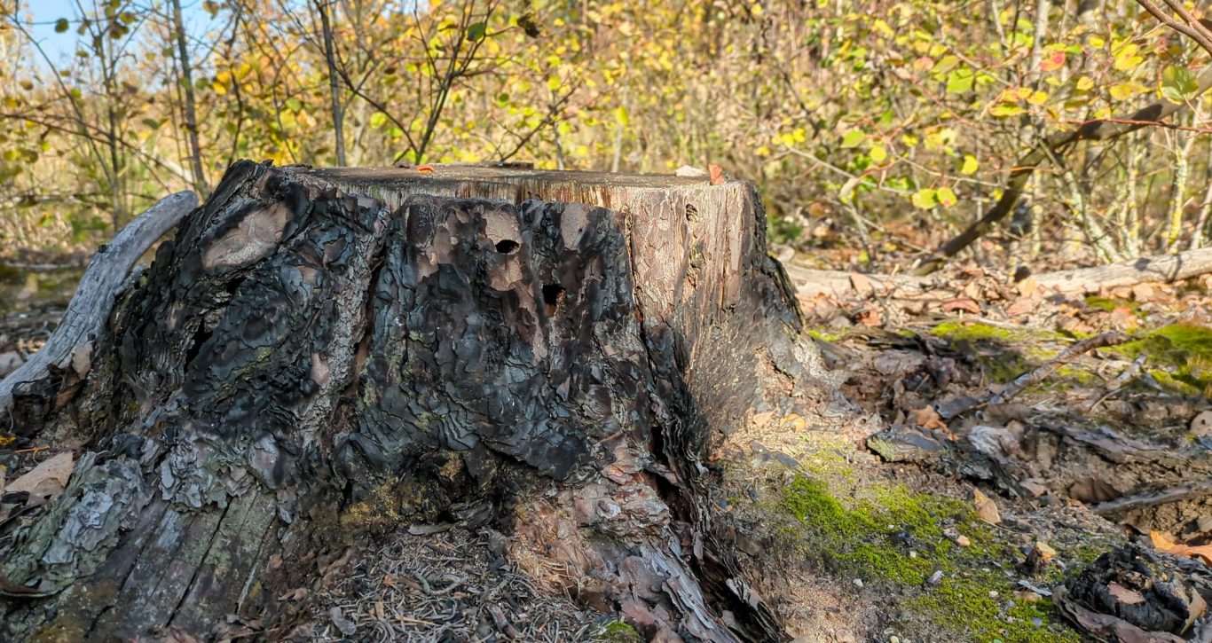 3Sat – Nano, Beitrag vom 3.7.2025: Das Forschungsprojekt Pyrophob untersucht Waldbrandflächen in Treuenbrietzen in Brandenburg 3Sat – Nano, Beitrag vom 3.7.2025: Das Forschungsprojekt Pyrophob untersucht Waldbrandflächen in Treuenbrietzen in Brandenburg