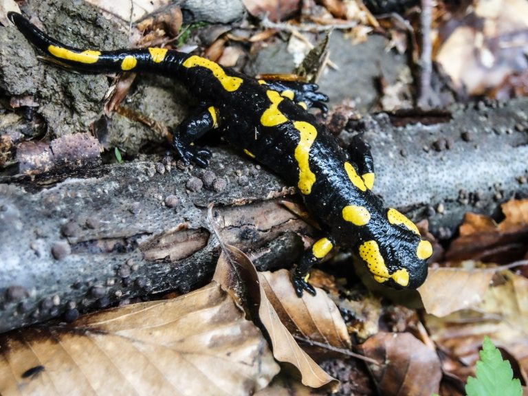Feuersalamander im Nationalpark-Poluniny, Slowakei 2013