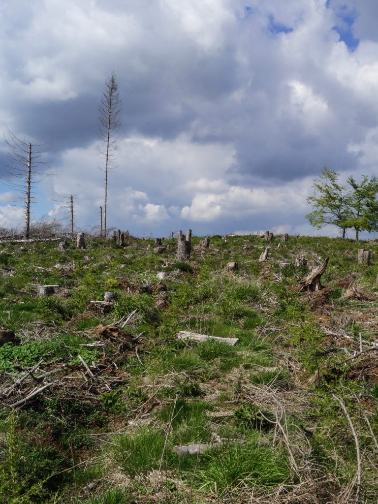 Beräumte Fichten-Kalamitätsfläche in Königshütte im Harz, 2021
