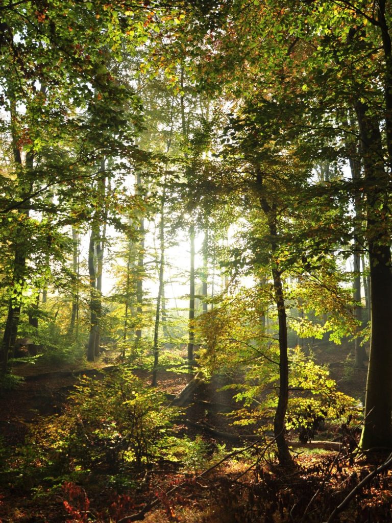 Alter Buchenwald im Faulen Ort, Bioshärenreservat Schorfheide-Chorin, 2024
