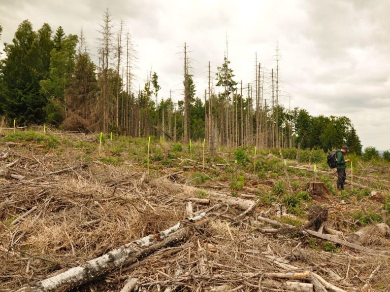 Neupflanzung nach Fichten-Kalamität im hessichen Reinhardswald, HessenForst, Juni 2025 © Christoph Nowicki Neupflanzung nach Fichten-Kalamität im hessichen Reinhardswald, HessenForst, Juni 2025 © Christoph Nowicki