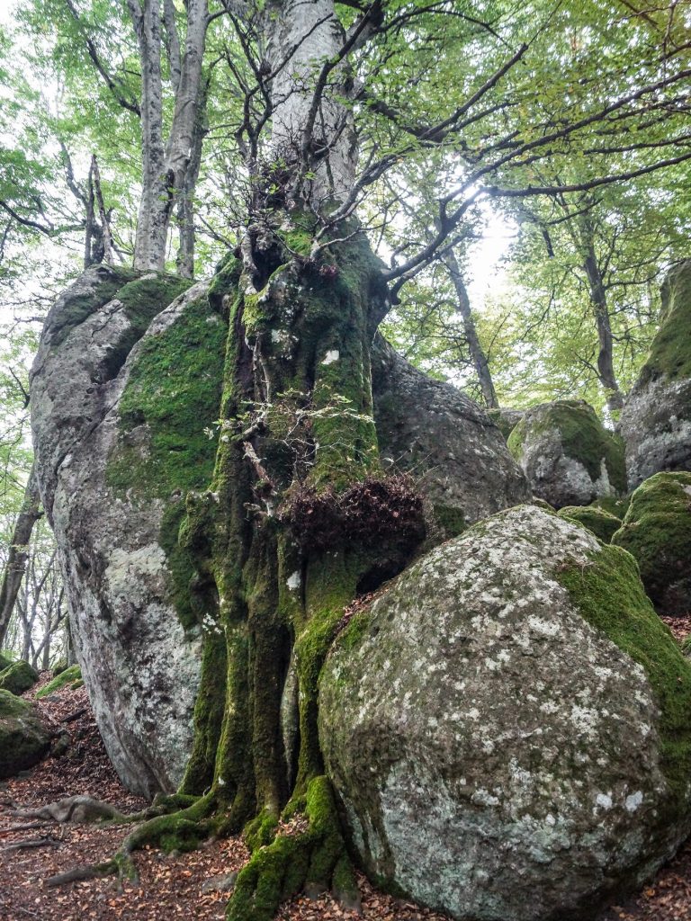 Alte Buche im italienischen UNESCO-Weltnaturerbe Schutzgebiet Monte Cimino, 2018