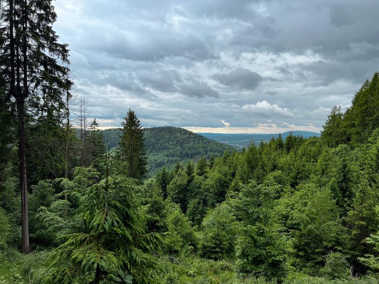Mittelgebirgslandschaft mit Fichtenwald, Foto: Anna Warnow Mittelgebirgslandschaft mit Fichtenwald, Foto: Anna Warnow