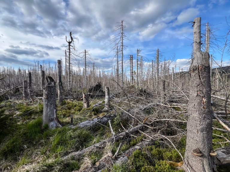 Hektarweise abgestorbene Fichten im Harz nach den Dürrejahren 2018–2020, Juni 2025 © Anna Warnow