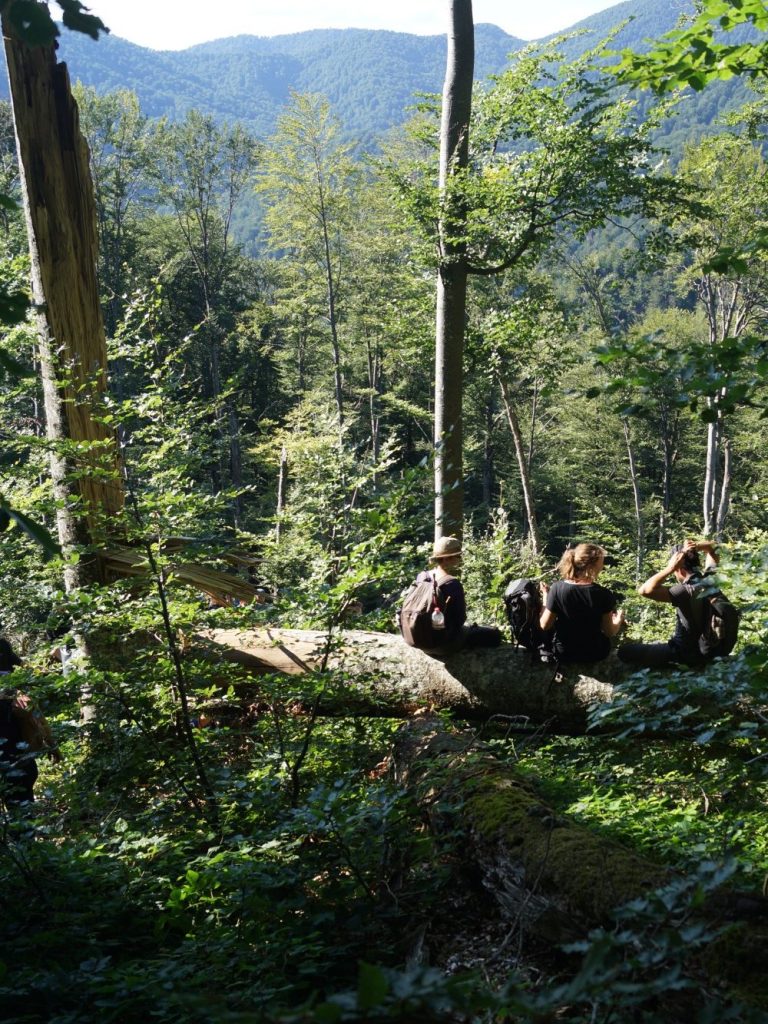 Studierende in den Buchenurwäldern in Uholka, ukraninische Karpaten, 2021