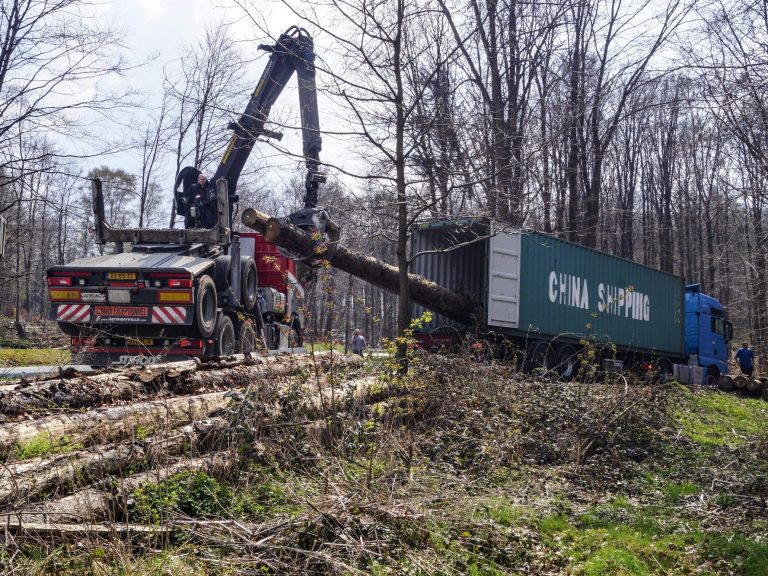 Holzernte für Export im Reinhardswald, Hessen, 2021