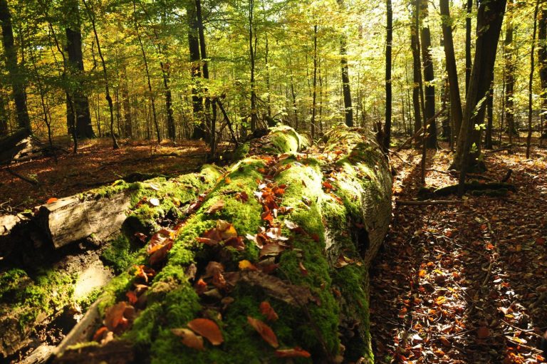 Totholz fungiert im Wald als wichtiger Wasserspeicher, NSG Heilige Hallen, 2024