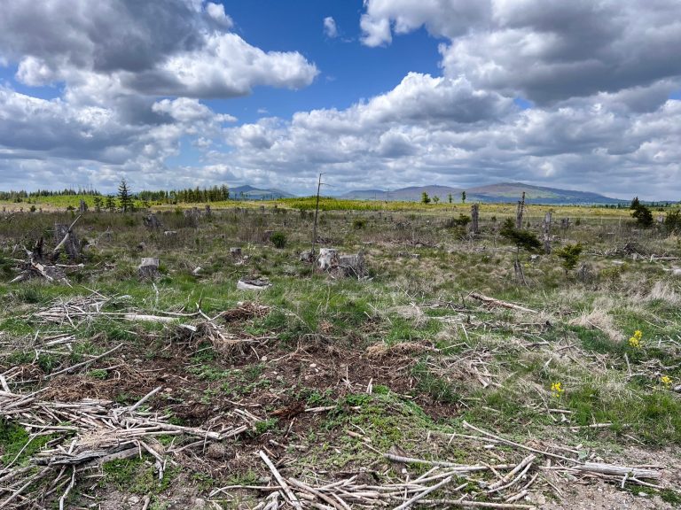 Kahle, beräumte Hochflächen des Landesforstbetrieb Sachsen-Anhalt bei Königshütte im Oberharz, Mai 2025