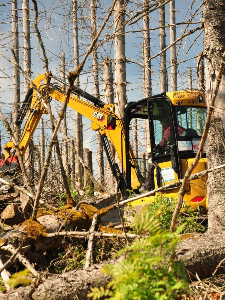 Wegesicherung in abgestorbenem Fichten-Bestand, Harz, 2025 © Christoph Nowicki Wegesicherung in abgestorbenem Fichten-Bestand, Harz, 2025
