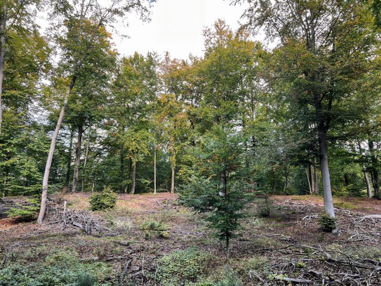 Zum Brandenburger Waldzustandsbericht: Aufgelichteter Buchenbestand bei Eberswalde, Okt 2025 Zum Brandenburger Waldzustandsbericht: Aufgelichteter Buchenbestand bei Eberswalde, Okt 2025