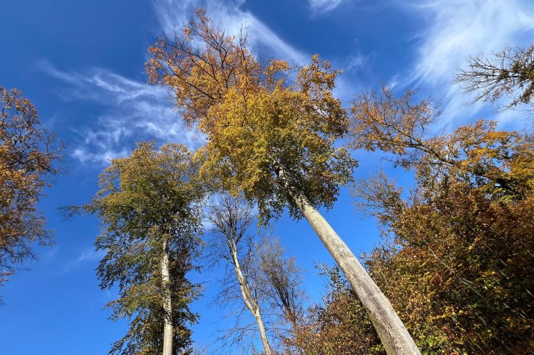 Aufgelichteter Buchenbestand nach Großschirmschlag im FFH-Gebiet Feldberger Seenlandschaft, Mecklenburg-Vorpommern, 2024
