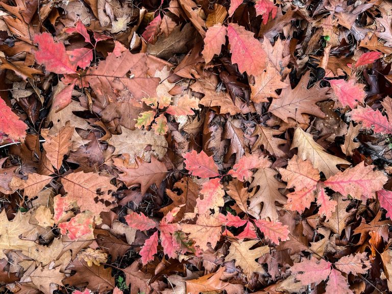 Roteichen Verjüngung, Grunewald, Berlin, 10.2025, Foto: © Anna Warnow