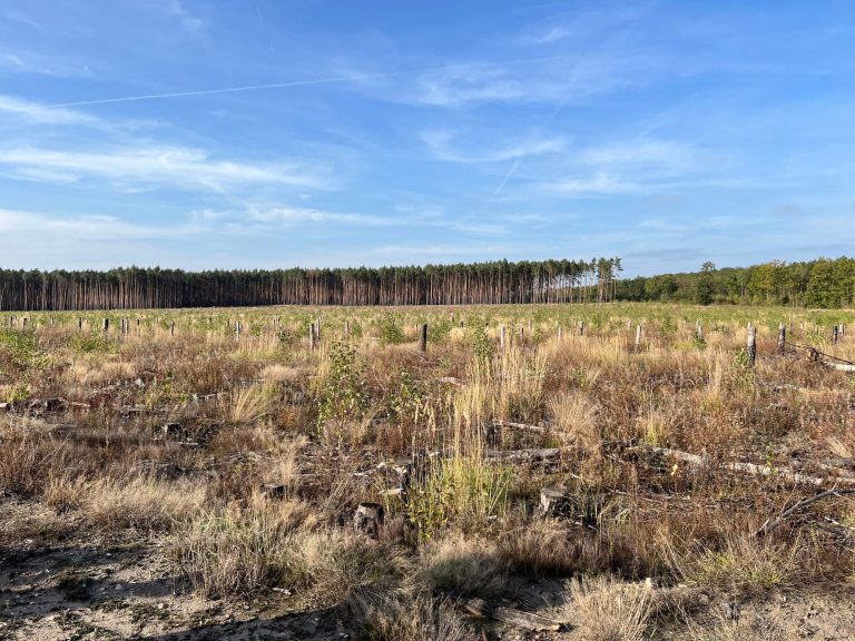 Waldbrandfläche in Kiefern-Monokultur in Treuenbrietzen, Brandenburg, 2024