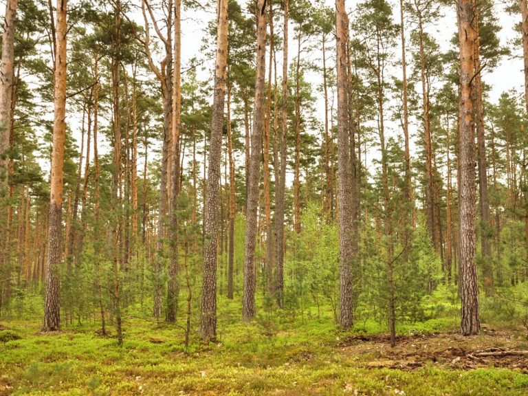 Waldumbau im Kiefernforst, Brandenburg, April 2025, Foto: Christoph Nowicki