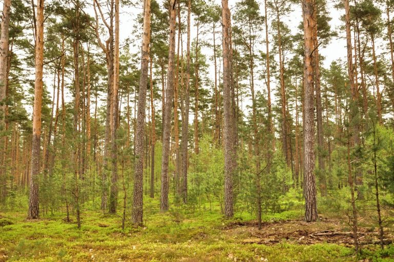 Waldumbau in Kiefernforst in Brandenburg, April 2025, © Christoph Nowicki