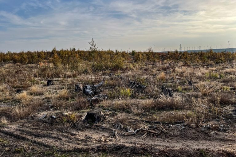 Geräumte Waldbrandfläche in Treuenbrietzen in Brandenburg, 2024