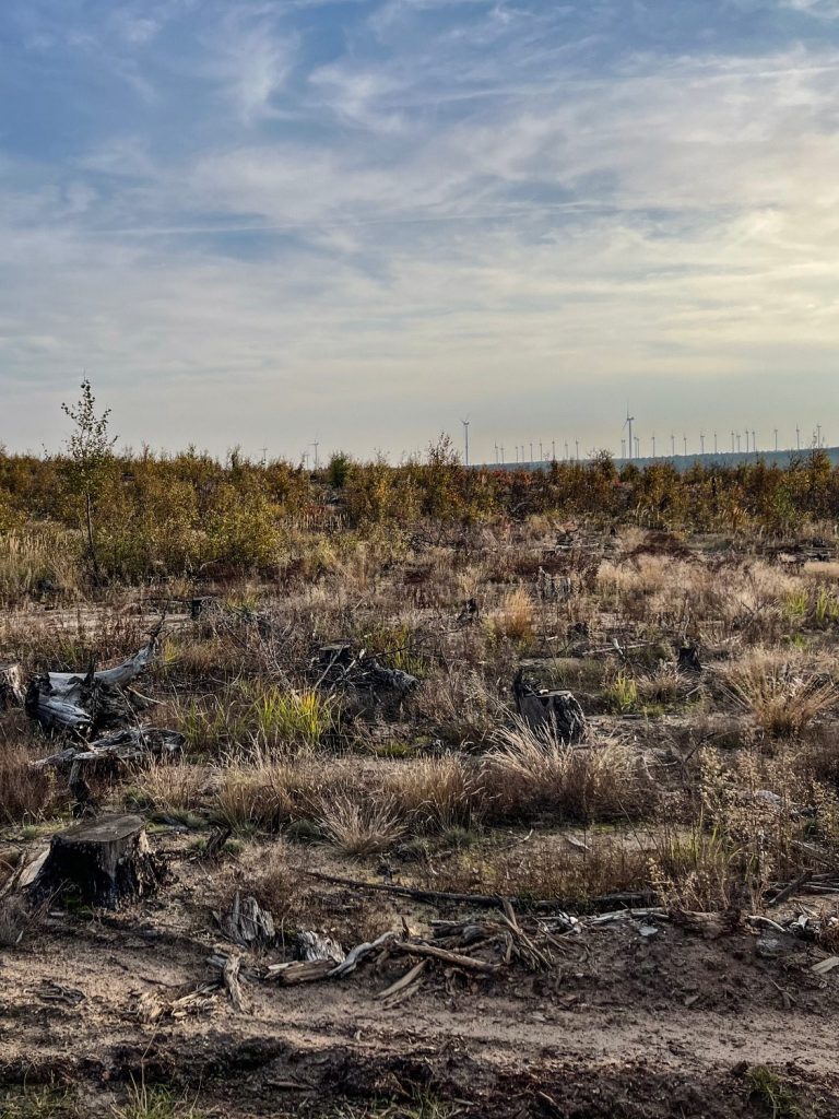 Waldbrandfläche in Treuenbrietzen, Brandenburg, 2024