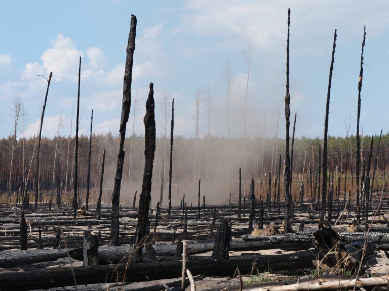 Waldbrandfläche in Treuenbrietzen, Brandenburg, 27.06.2022, Foto: Pierre Ibisch Waldbrandfläche in Treuenbrietzen, Brandenburg, 27.06.2022, Foto: Pierre Ibisch