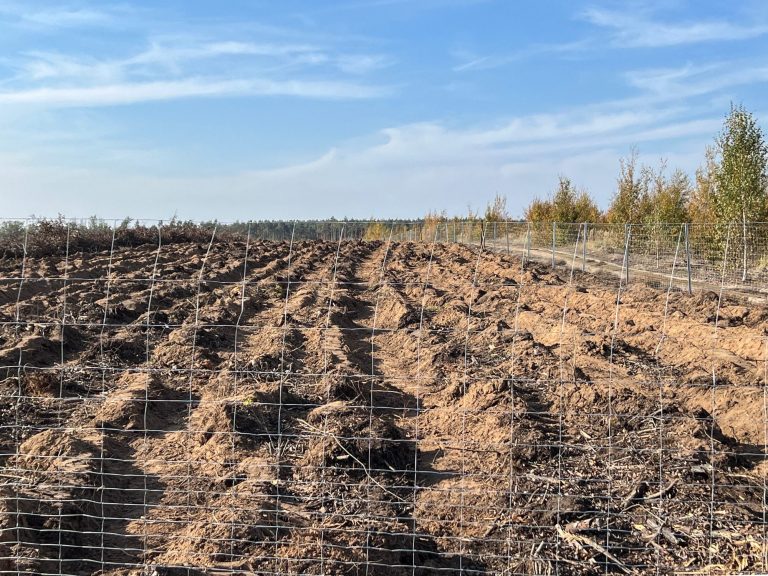 Für eine Pflanzung gepflügte Waldbrandfläche in Treuenbrietzen, Brandenburg, Okt 2025