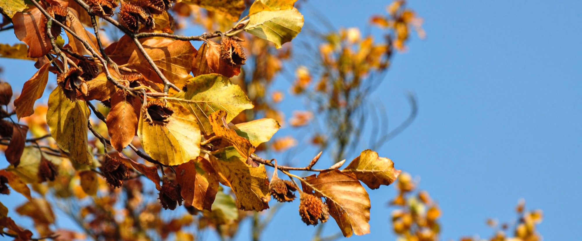 Buche mit Bucheckern im Herbst, 2024